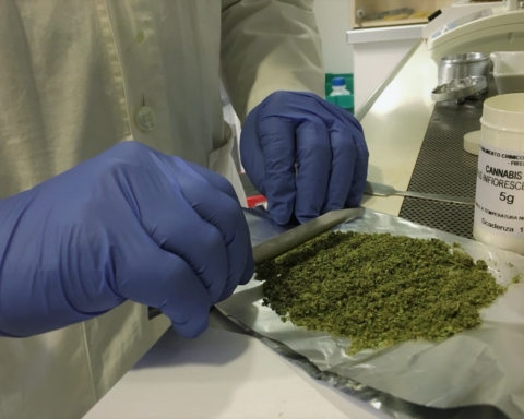 cannabis Sicilia
