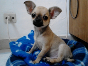 Chihuahua