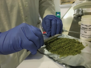 cannabis Sicilia