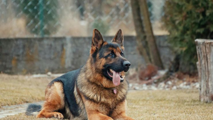 Adottare un cane