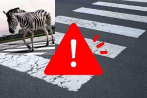 Zebre e strisce pedonali - moralizzatore.it