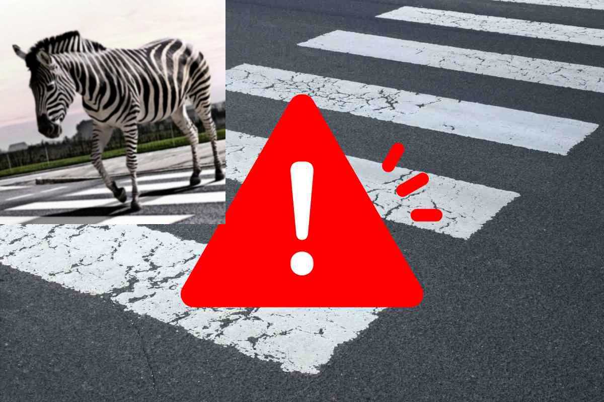 Zebre e strisce pedonali - moralizzatore.it 