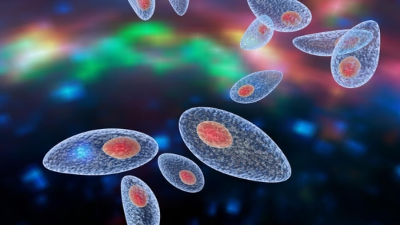 Allarme toxoplasmosi, "in questa città italiana il rischio di prenderla 