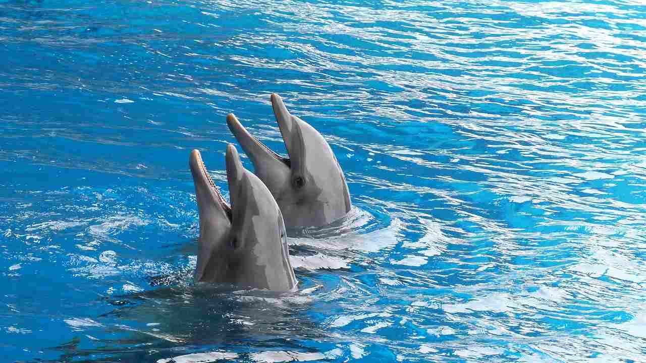 Delfini