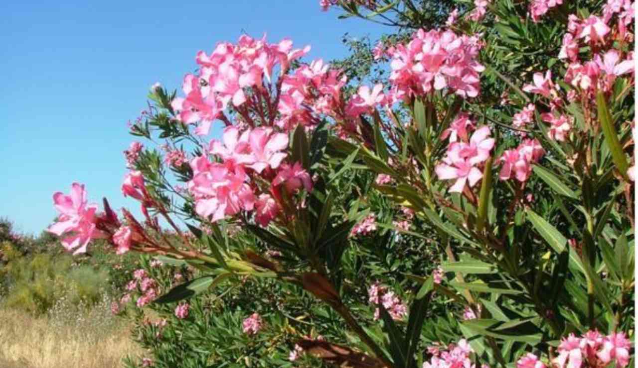 Piante velenose