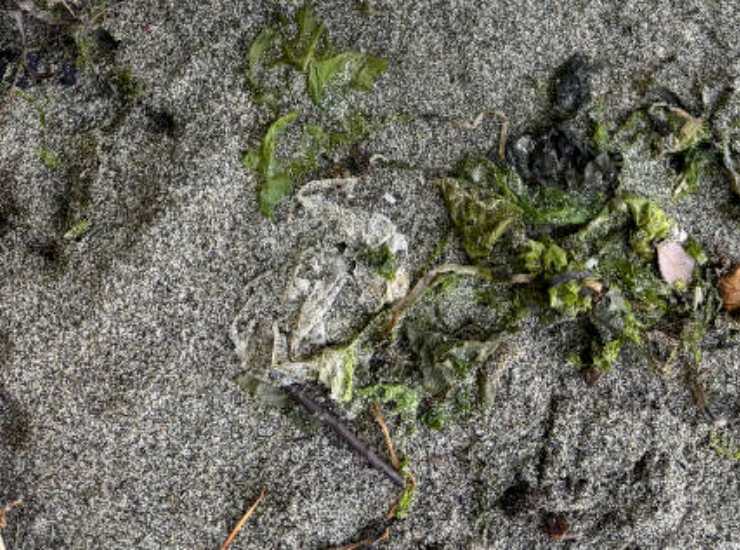 Macabro ritrovamento in spiaggia