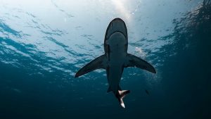 attacco di squali alla bahamas