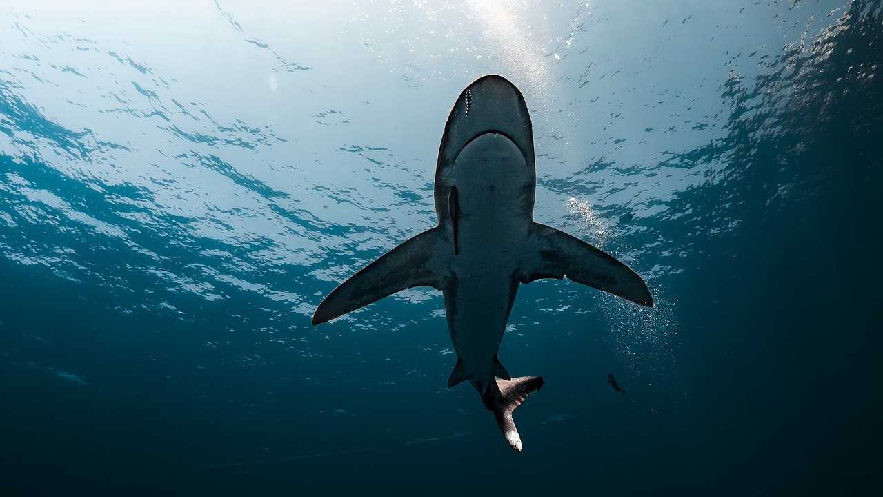 attacco di squali alla bahamas
